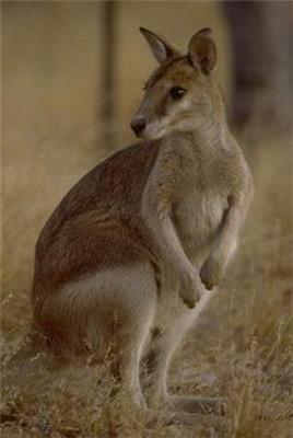 Kangaroo-look.jpg