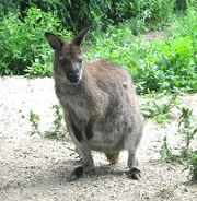 Red-necked wallaby.jpg